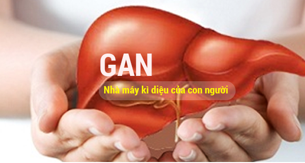 Tại sao cần phải giải độc gan, thận 